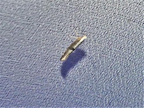 Argyresthia spinosella